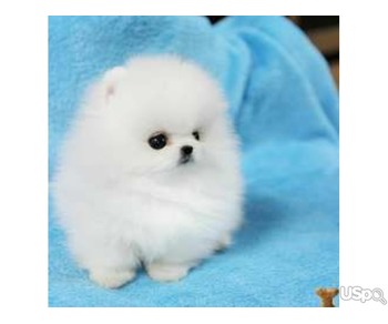 T-Cup Pomeranian Puppies