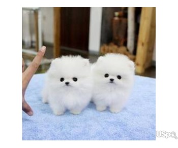 T-Cup Pomeranian Puppies