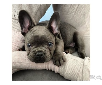 FEMALE FRENCH BULL DOG