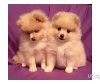 Pomeranian puppies for sale