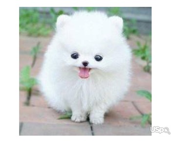 Pomeranian puppies for sale