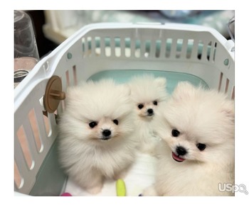 Teacup Pomeranian puppies for sale