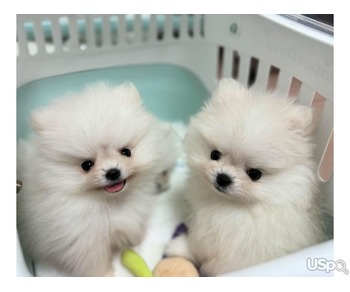 Teacup Pomeranian puppies for sale