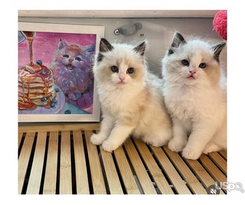 2 Ragdoll Kittens For Sale