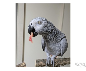 African Greys parrots For Sale