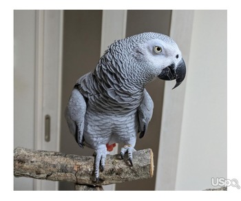 African Greys parrots For Sale