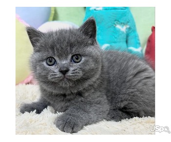 British shorthair kittens for sale