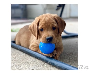 Cute and adorable Labrador retriever puppies for sale