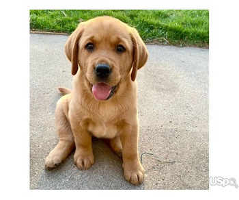 Cute and adorable Labrador retriever puppies for sale