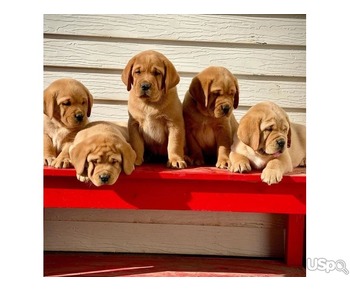 Cute and adorable Labrador retriever puppies for sale