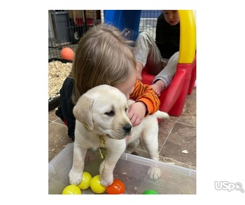 Cute and adorable Labrador retriever puppies for sale