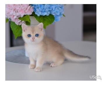 Golden kittens with Blue eyes