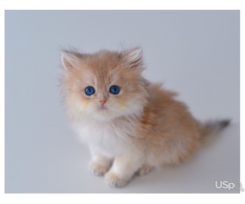 Golden kittens with Blue eyes