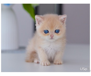 Golden kittens with Blue eyes