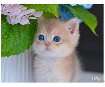 Golden kittens with Blue eyes