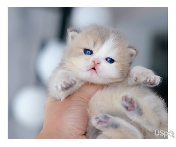 Golden kittens with Blue eyes