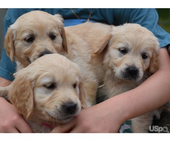 Golden retriever puppies for sale