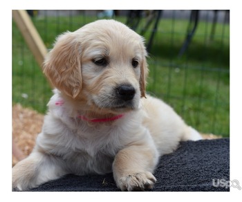 Golden retriever puppies for sale