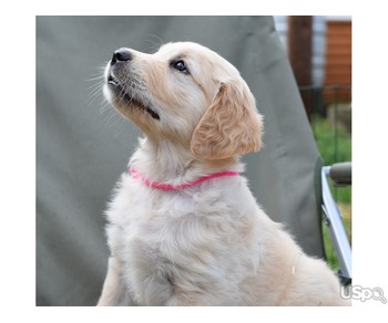 Golden retriever puppies for sale