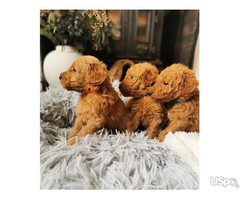 Super Goldendoodles For Sale