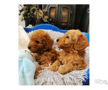 Super Goldendoodles For Sale