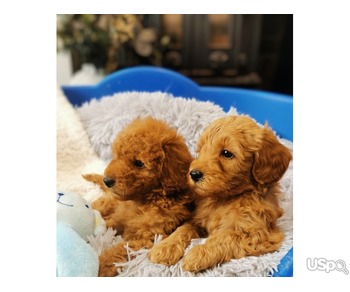 Super Goldendoodles For Sale