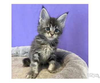 Maine coon kittens available For Sale