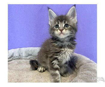 Maine coon kittens available For Sale