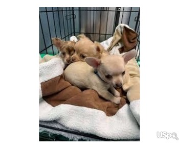 Chihuahua puppies for sale