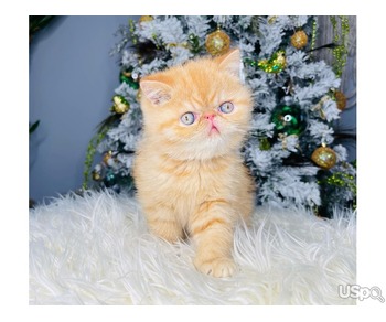 Persian kittens kittens For Sale