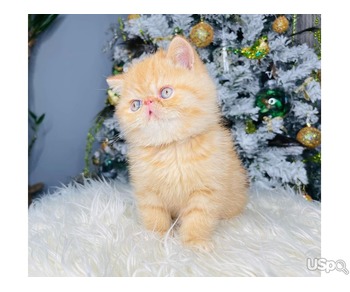 Persian kittens kittens For Sale