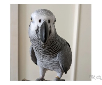 Baby Super Tame Friendly African Gray Parrots For Sale