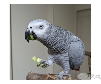 Baby Super Tame Friendly African Gray Parrots For Sale