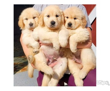 Golden retriever puppies for sell