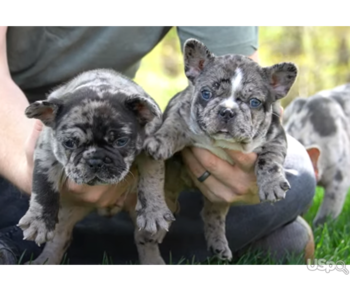 French Bulldog puppies available