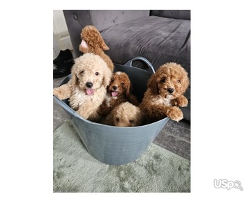 Selling Toy Poodle pups