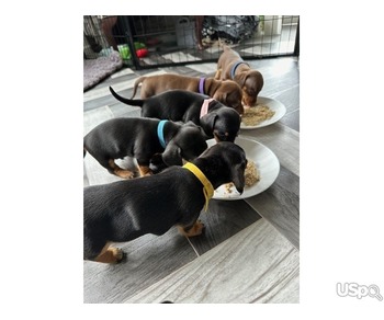 Mini Dachshund Pups ???? ready now 3 girls left