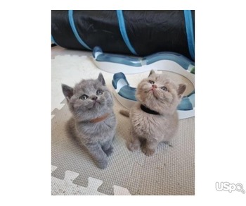 British Shorthair Kittens