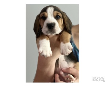 beagles puppies ready for new homes