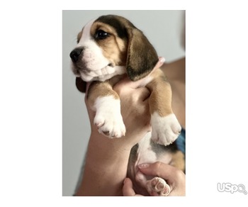 beagles puppies ready for new homes