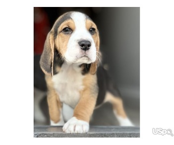 beagles puppies ready for new homes