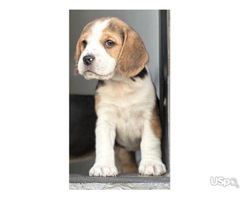 beagles puppies ready for new homes