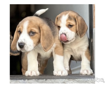 beagles puppies ready for new homes