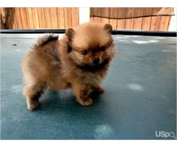 Pomeranian puppies for sale