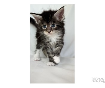 Maine Coon kittens