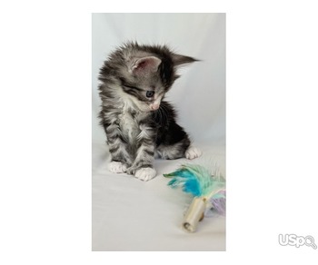 Maine Coon kittens