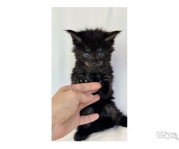 Maine Coon kittens