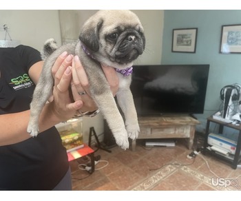 Silver fawn pug puppies