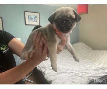 Silver fawn pug puppies