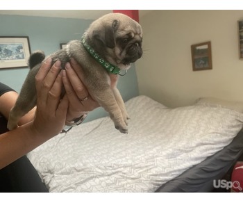 Silver fawn pug puppies